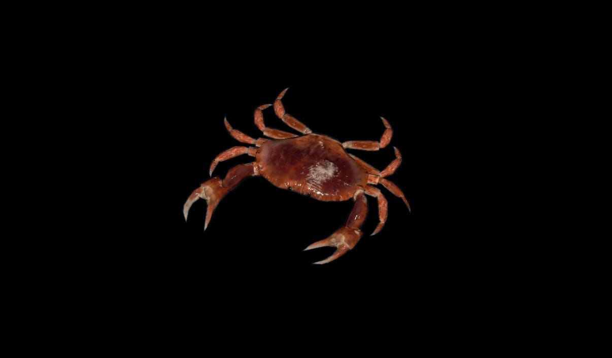 красный краб Green Hell помогает утолить голод