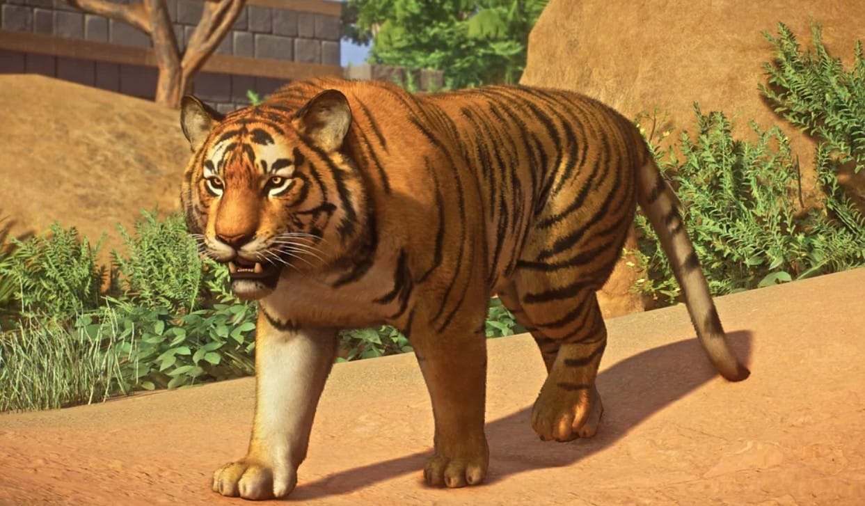 Бенгальский тигр идет по тропинке в Planet Zoo